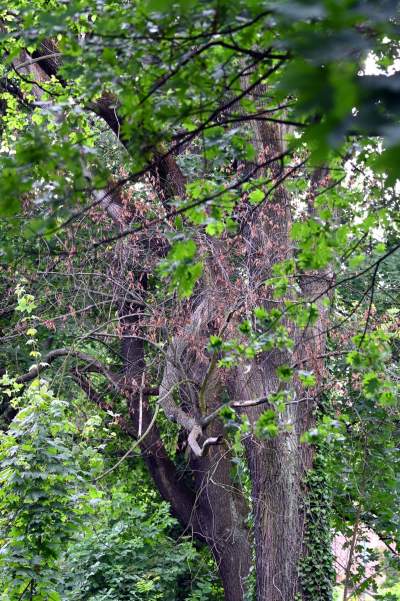 Zachwycająca dzika przyroda w ścisłym centrum Krakowa - zdjęcie 32