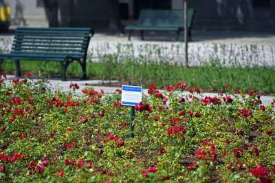 Gdziekolwiek tutaj spojrzę, na każdym kroku widzę róże! - zdjęcie 5