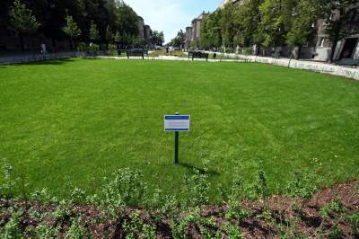 Gdziekolwiek tutaj spojrzę, na każdym kroku widzę róże! - zdjęcie 2