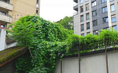 Tu w Krakowie zieleń staje się cześcią architektury, wygląda pięknie! - zdjęcie 17