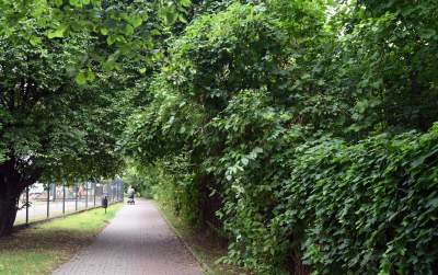 Tu ma powstać park Grzegórzecki, na razie wejście na własną odpowiedzialność - zdjęcie 48