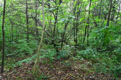 Tu ma powstać park Grzegórzecki, na razie wejście na własną odpowiedzialność - zdjęcie 26