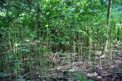 Tu ma powstać park Grzegórzecki, na razie wejście na własną odpowiedzialność - zdjęcie 21