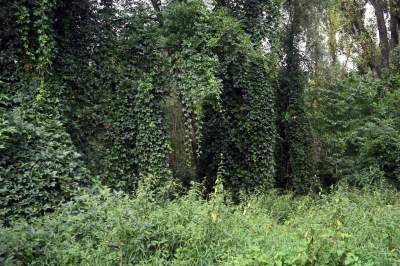 Tu ma powstać park Grzegórzecki, na razie wejście na własną odpowiedzialność - zdjęcie 47