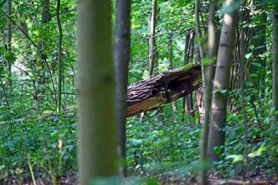 Tu ma powstać park Grzegórzecki, na razie wejście na własną odpowiedzialność - zdjęcie 23