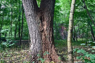 Tu ma powstać park Grzegórzecki, na razie wejście na własną odpowiedzialność - zdjęcie 24