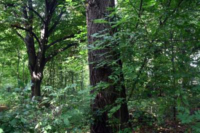 Tu ma powstać park Grzegórzecki, na razie wejście na własną odpowiedzialność - zdjęcie 11
