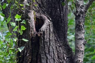 Tu ma powstać park Grzegórzecki, na razie wejście na własną odpowiedzialność - zdjęcie 43