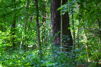 Tu ma powstać park Grzegórzecki, na razie wejście na własną odpowiedzialność - zdjęcie 20