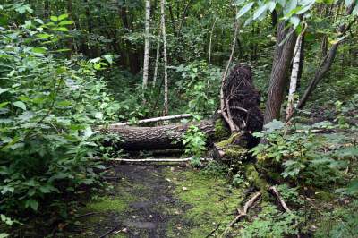 Tu ma powstać park Grzegórzecki, na razie wejście na własną odpowiedzialność - zdjęcie 28