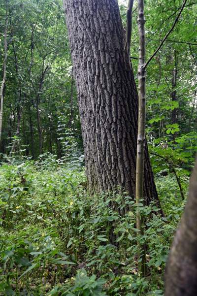 Tu ma powstać park Grzegórzecki, na razie wejście na własną odpowiedzialność - zdjęcie 40