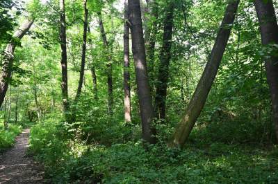 Tu ma powstać park Grzegórzecki, na razie wejście na własną odpowiedzialność - zdjęcie 17