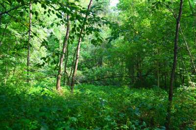 Tu ma powstać park Grzegórzecki, na razie wejście na własną odpowiedzialność - zdjęcie 18