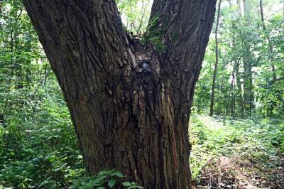 Tu ma powstać park Grzegórzecki, na razie wejście na własną odpowiedzialność - zdjęcie 16