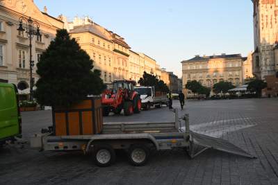 Poranne "sadzenie" donic na Rynku Głównym, na drzewa nie ma na razie zgody - zdjęcie 8