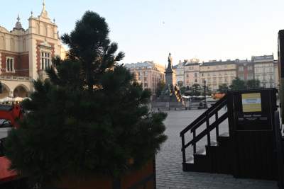 Poranne "sadzenie" donic na Rynku Głównym, na drzewa nie ma na razie zgody - zdjęcie 23