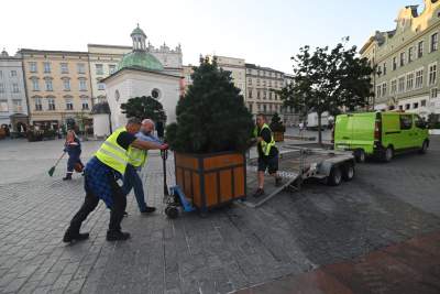 Poranne "sadzenie" donic na Rynku Głównym, na drzewa nie ma na razie zgody - zdjęcie 13