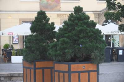 Poranne "sadzenie" donic na Rynku Głównym, na drzewa nie ma na razie zgody - zdjęcie 7