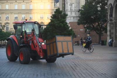 Poranne "sadzenie" donic na Rynku Głównym, na drzewa nie ma na razie zgody - zdjęcie 16