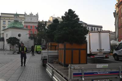 Poranne "sadzenie" donic na Rynku Głównym, na drzewa nie ma na razie zgody - zdjęcie 17