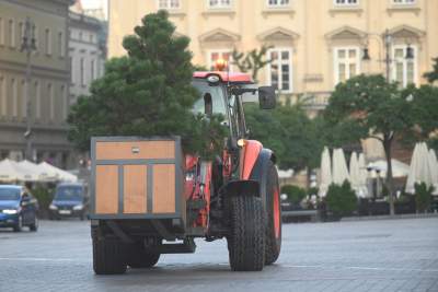 Poranne "sadzenie" donic na Rynku Głównym, na drzewa nie ma na razie zgody - zdjęcie 22