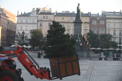 Poranne "sadzenie" donic na Rynku Głównym, na drzewa nie ma na razie zgody - zdjęcie 6