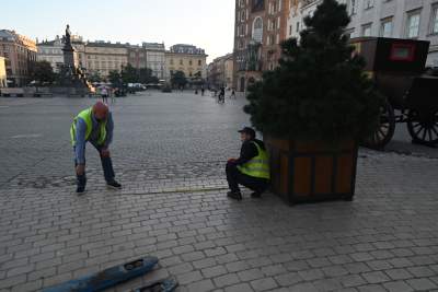 Poranne "sadzenie" donic na Rynku Głównym, na drzewa nie ma na razie zgody - zdjęcie 11