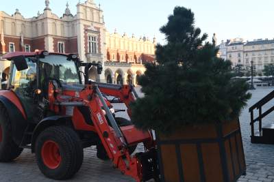Poranne "sadzenie" donic na Rynku Głównym, na drzewa nie ma na razie zgody - zdjęcie 14