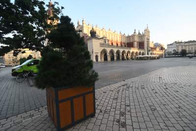 Poranne "sadzenie" donic na Rynku Głównym, na drzewa nie ma na razie zgody - zdjęcie 2