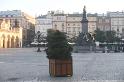 Poranne "sadzenie" donic na Rynku Głównym, na drzewa nie ma na razie zgody - zdjęcie 9