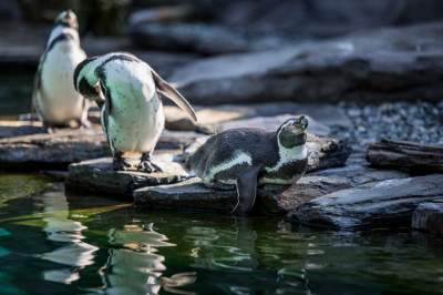 Znakomita pora na odwiedziny w krakowskim ZOO, widać co dzieje się na wybiegach - zdjęcie 34
