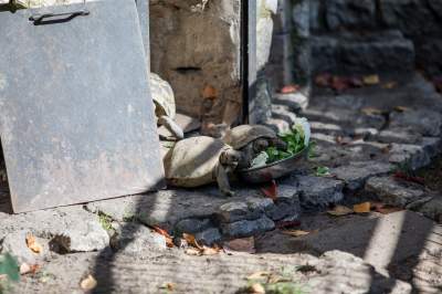 Znakomita pora na odwiedziny w krakowskim ZOO, widać co dzieje się na wybiegach - zdjęcie 48