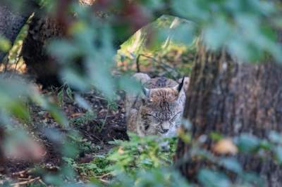 Znakomita pora na odwiedziny w krakowskim ZOO, widać co dzieje się na wybiegach - zdjęcie 11