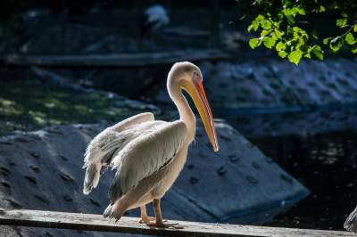 Znakomita pora na odwiedziny w krakowskim ZOO, widać co dzieje się na wybiegach - zdjęcie 10