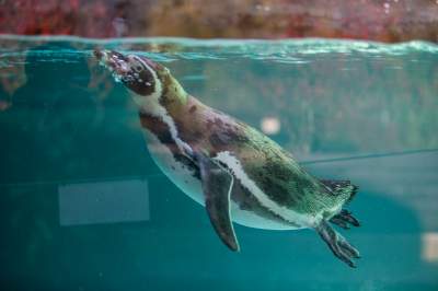 Znakomita pora na odwiedziny w krakowskim ZOO, widać co dzieje się na wybiegach - zdjęcie 38