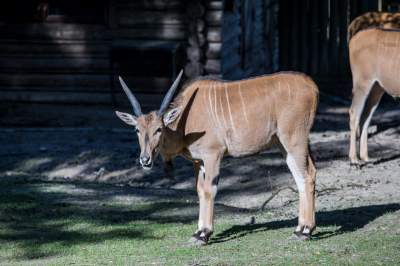 Znakomita pora na odwiedziny w krakowskim ZOO, widać co dzieje się na wybiegach - zdjęcie 26