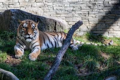 Znakomita pora na odwiedziny w krakowskim ZOO, widać co dzieje się na wybiegach - zdjęcie 13