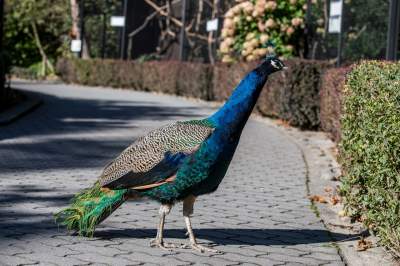Znakomita pora na odwiedziny w krakowskim ZOO, widać co dzieje się na wybiegach - zdjęcie 43