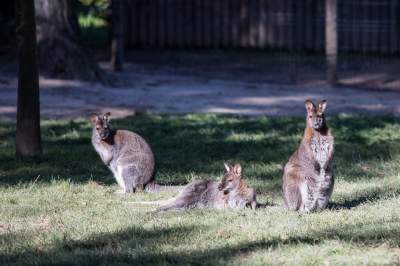 Znakomita pora na odwiedziny w krakowskim ZOO, widać co dzieje się na wybiegach - zdjęcie 23