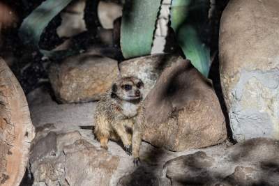 Znakomita pora na odwiedziny w krakowskim ZOO, widać co dzieje się na wybiegach - zdjęcie 5