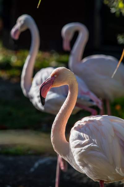 Znakomita pora na odwiedziny w krakowskim ZOO, widać co dzieje się na wybiegach - zdjęcie 4