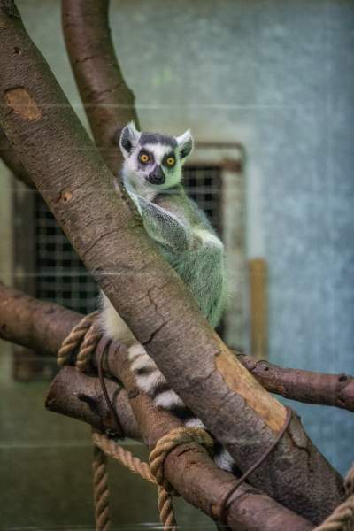 Znakomita pora na odwiedziny w krakowskim ZOO, widać co dzieje się na wybiegach - zdjęcie 29