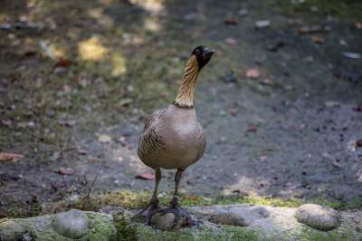 Znakomita pora na odwiedziny w krakowskim ZOO, widać co dzieje się na wybiegach - zdjęcie 8