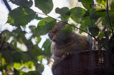 Znakomita pora na odwiedziny w krakowskim ZOO, widać co dzieje się na wybiegach - zdjęcie 18