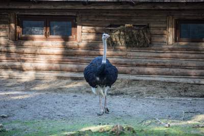 Znakomita pora na odwiedziny w krakowskim ZOO, widać co dzieje się na wybiegach - zdjęcie 25