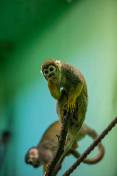 Znakomita pora na odwiedziny w krakowskim ZOO, widać co dzieje się na wybiegach - zdjęcie 32