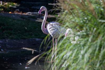 Znakomita pora na odwiedziny w krakowskim ZOO, widać co dzieje się na wybiegach - zdjęcie 3
