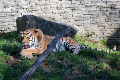 Znakomita pora na odwiedziny w krakowskim ZOO, widać co dzieje się na wybiegach - zdjęcie 15