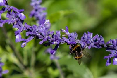 Znakomita pora na odwiedziny w krakowskim ZOO, widać co dzieje się na wybiegach - zdjęcie 47