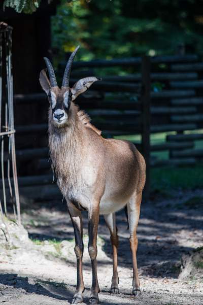 Znakomita pora na odwiedziny w krakowskim ZOO, widać co dzieje się na wybiegach - zdjęcie 20